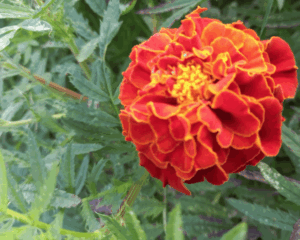 exploitation agricole tourisme touriste agritourisme