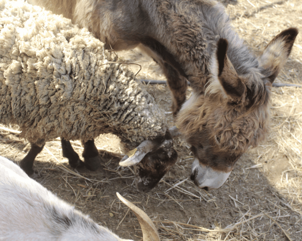 agritourisme âne, mouton, poule, poney