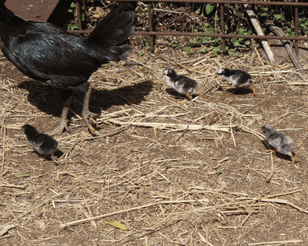 agritourisme âne, mouton, poule, poney