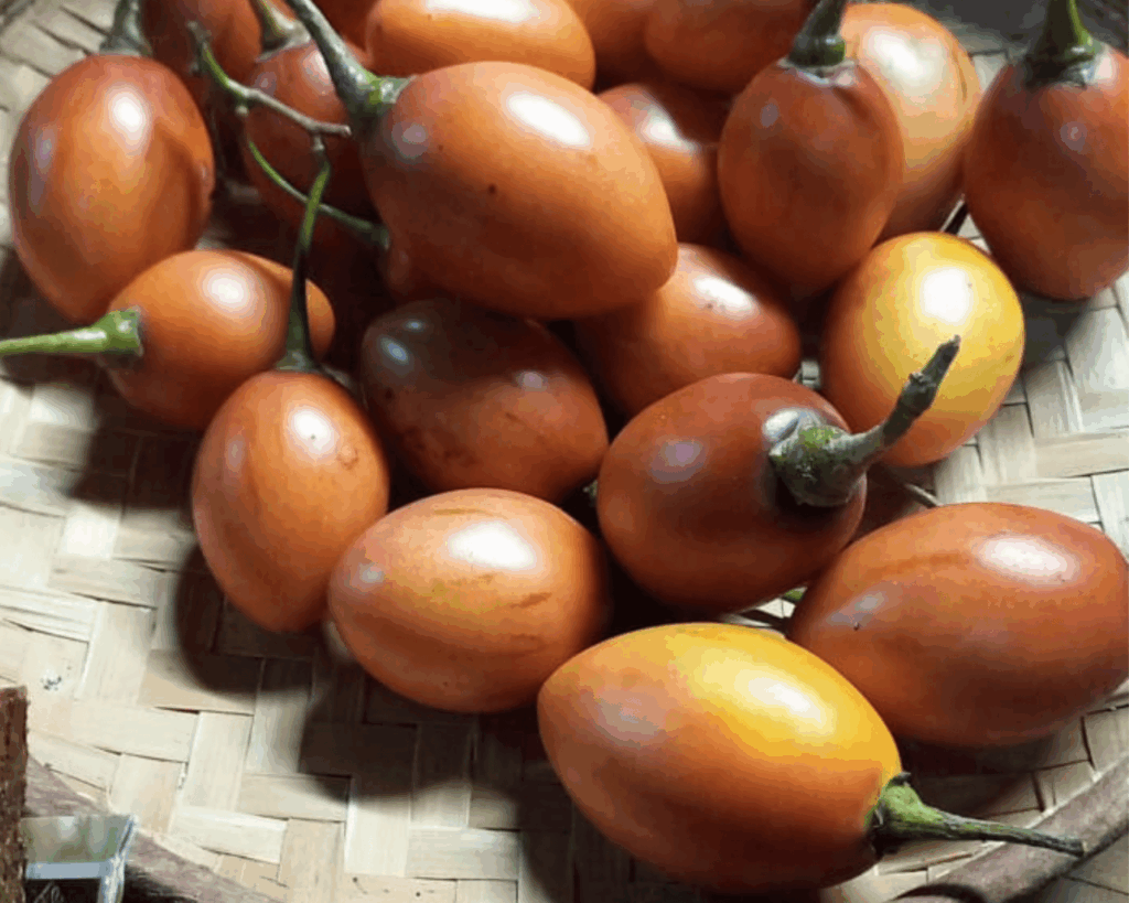 exploitation agricole tourisme touriste agritourisme